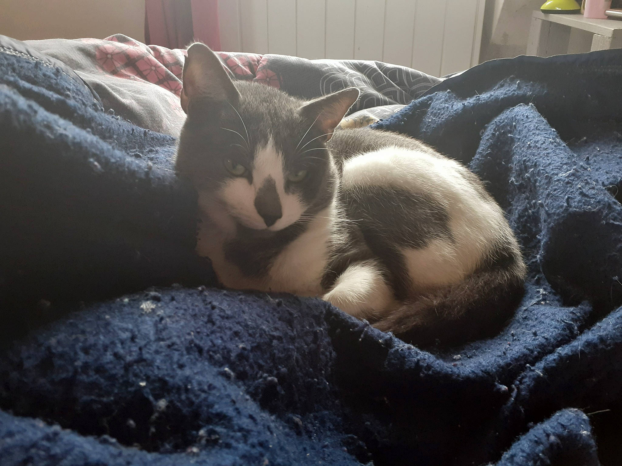 Tommy a rejoint le concours — aidez-le/la à gagner de superbes lots ! carnivore, cat, cat_bed, claw, comfort, domestic_short_haired_cat, eye, fawn, felidae, fur, grey, nap, paw, small_to_medium_sized_cats, snout, tail, terrestrial_animal, whiskers, wildlife, wood