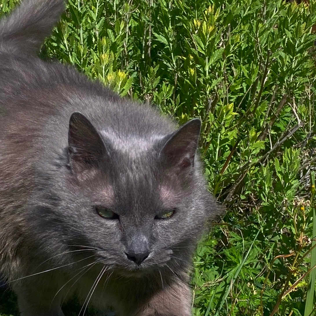 Blue a rejoint le concours — aidez-le/la à gagner de superbes lots ! animal, cat, closeup, daylight, eyes, fur, garden, grass, gray_cat, greenery, mammal, nature, outdoor, pet, plants, stealth, sunlight, tail, walking, whiskers