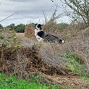 Voyce participe au concours pour gagner de l'argent avec cette photo : dog, outdoor, grass, bush, field, nature, sky, cloudy, animal, fur, pet, alert, black, white, canine, wild, landscape, leaf, branch, rural