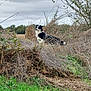 dog, outdoor, grass, bush, field, nature, sky, cloudy, animal, fur, pet, alert, black, white, canine, wild, landscape, leaf, branch, rural