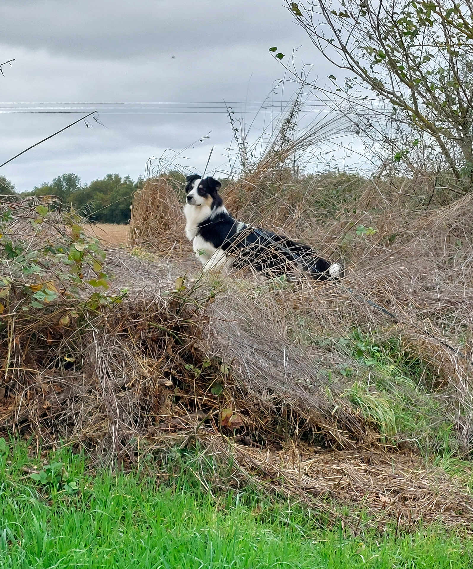Voyce participe au concours pour gagner de l'argent avec cette photo : dog, outdoor, grass, bush, field, nature, sky, cloudy, animal, fur, pet, alert, black, white, canine, wild, landscape, leaf, branch, rural