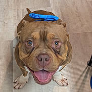 Snarf is registered to the contest to win money with this photo: dog, brown_dog, white_paws, blue_bow, pet, happy, tongue_out, indoors, floor, wooden_floor, smiling_dog, close_up, cute, friendly, animal, canine, looking_up, playful, companion, domestic_animal