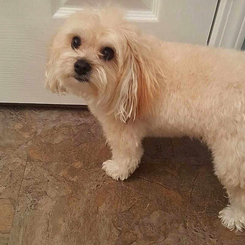 Nala joined the competition — help win amazing prizes! animal, bison, canine, cockerspaniel, dog, door, flagstone, hardwood, indoors, interiordesign, path, pet, poodle, puppy, slate, terrier, tile, walkway, whitedog, wood