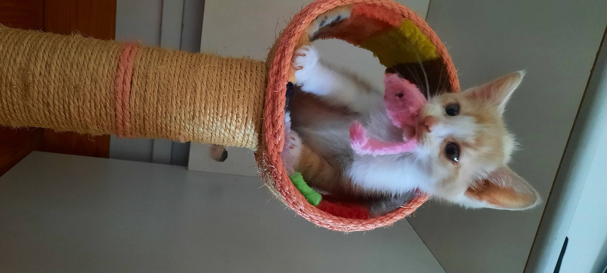 Smoocy participe au concours pour gagner de l'argent avec cette photo : art, basket, box, carnivore, cat, cat_bed, cat_supply, companion_dog, creative_arts, domestic_short_haired_cat, fawn, felidae, fur, paw, pet_supply, small_to_medium_sized_cats, tail, whiskers, wood, wool