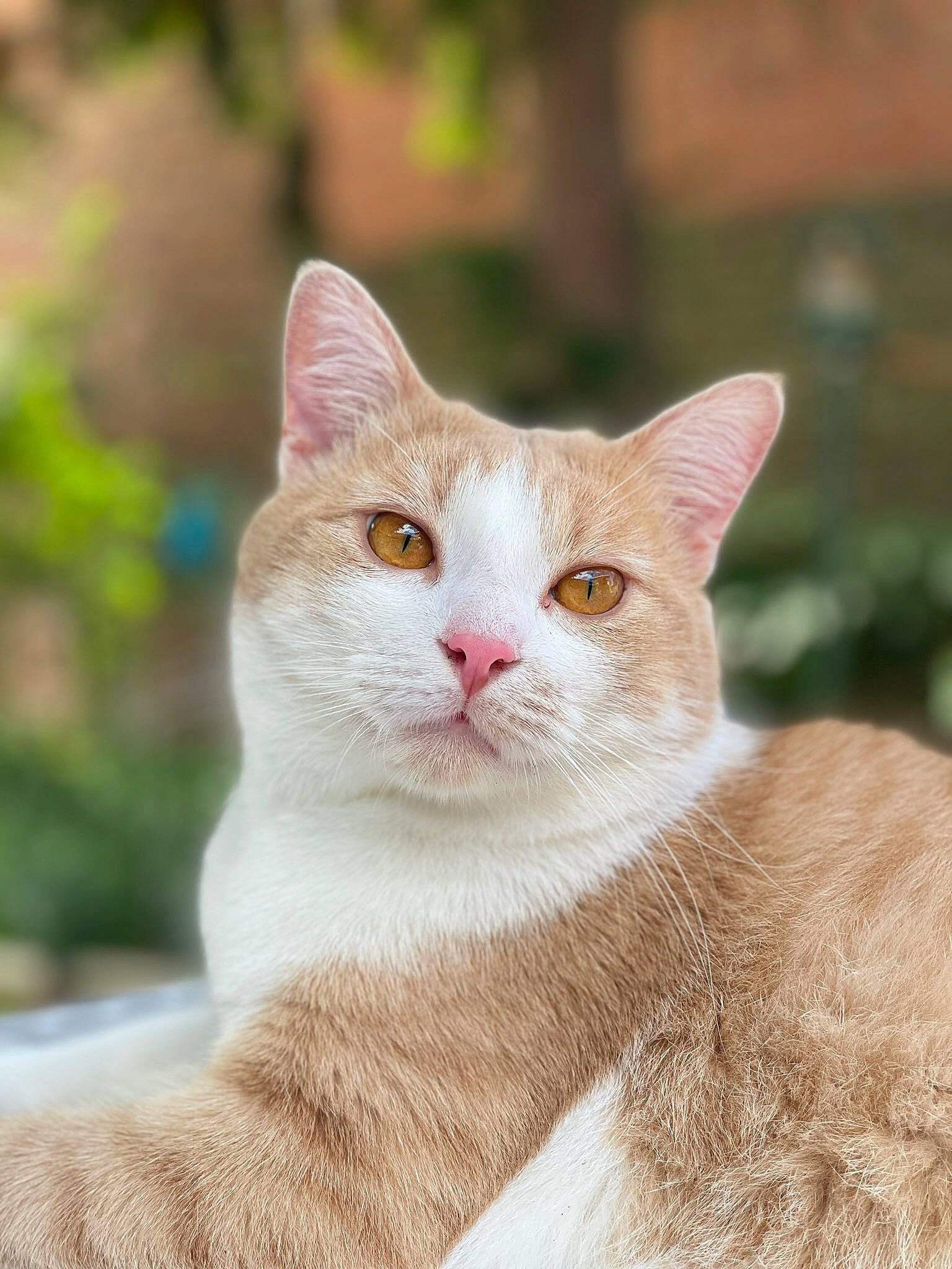 Smoocy participe au concours pour gagner de l'argent avec cette photo : carnivore, cat, collar, domestic_short_haired_cat, fawn, felidae, fur, small_to_medium_sized_cats, snout, tail, terrestrial_animal, whiskers, wildlife