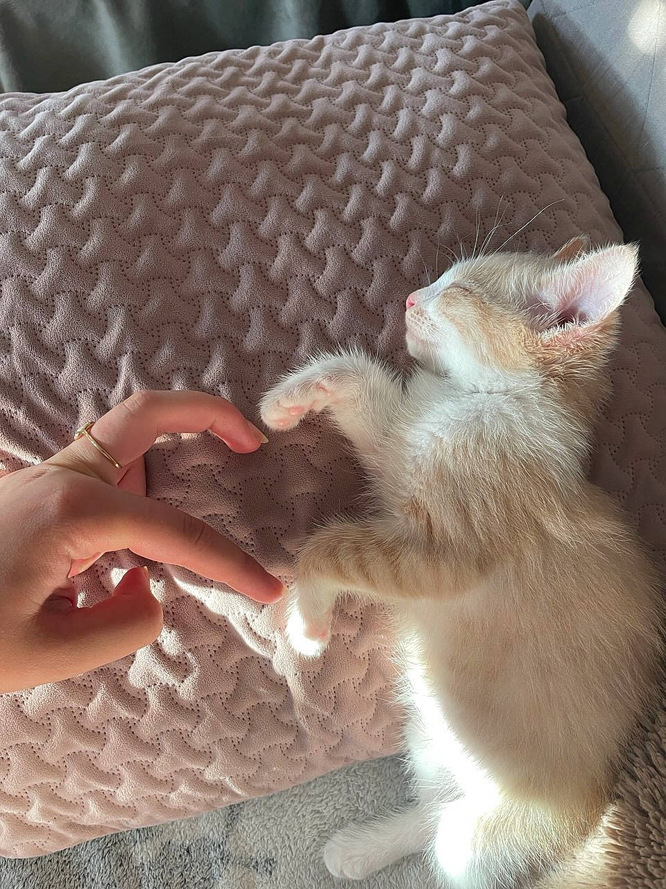 Smoocy a rejoint le concours — aidez-le/la à gagner de superbes lots ! carnivore, cat, chair, claw, comfort, couch, domestic_short_haired_cat, fawn, felidae, foot, fur, human_leg, lap, linens, pattern, paw, small_to_medium_sized_cats, tail, whiskers, wood