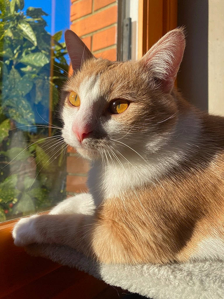 Smoocy participe au concours pour gagner de l'argent avec cette photo : building, carnivore, cat, domestic_short_haired_cat, door, fawn, felidae, flowerpot, fur, paw, plant, sitting, small_to_medium_sized_cats, snout, tail, tree, whiskers, window, wood