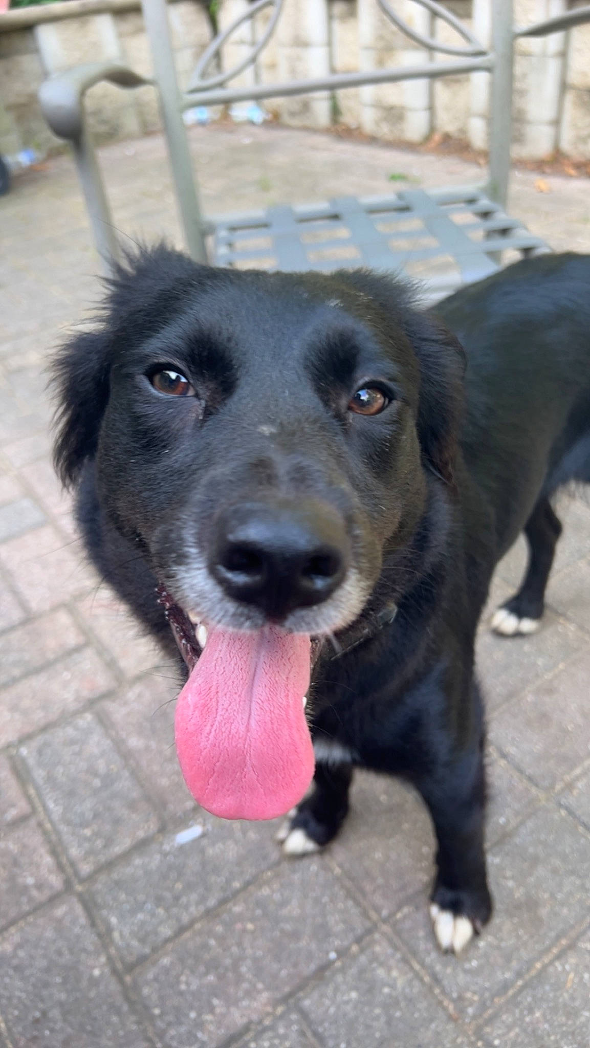 Piña joined the competition — help win amazing prizes! borador, canidae, carnivore, collar, companion_dog, dog, dog_breed, dog_collar, fur, gun_dog, liver, retriever, road_surface, snout, sporting_group, terrestrial_animal, whiskers, working_animal, working_dog