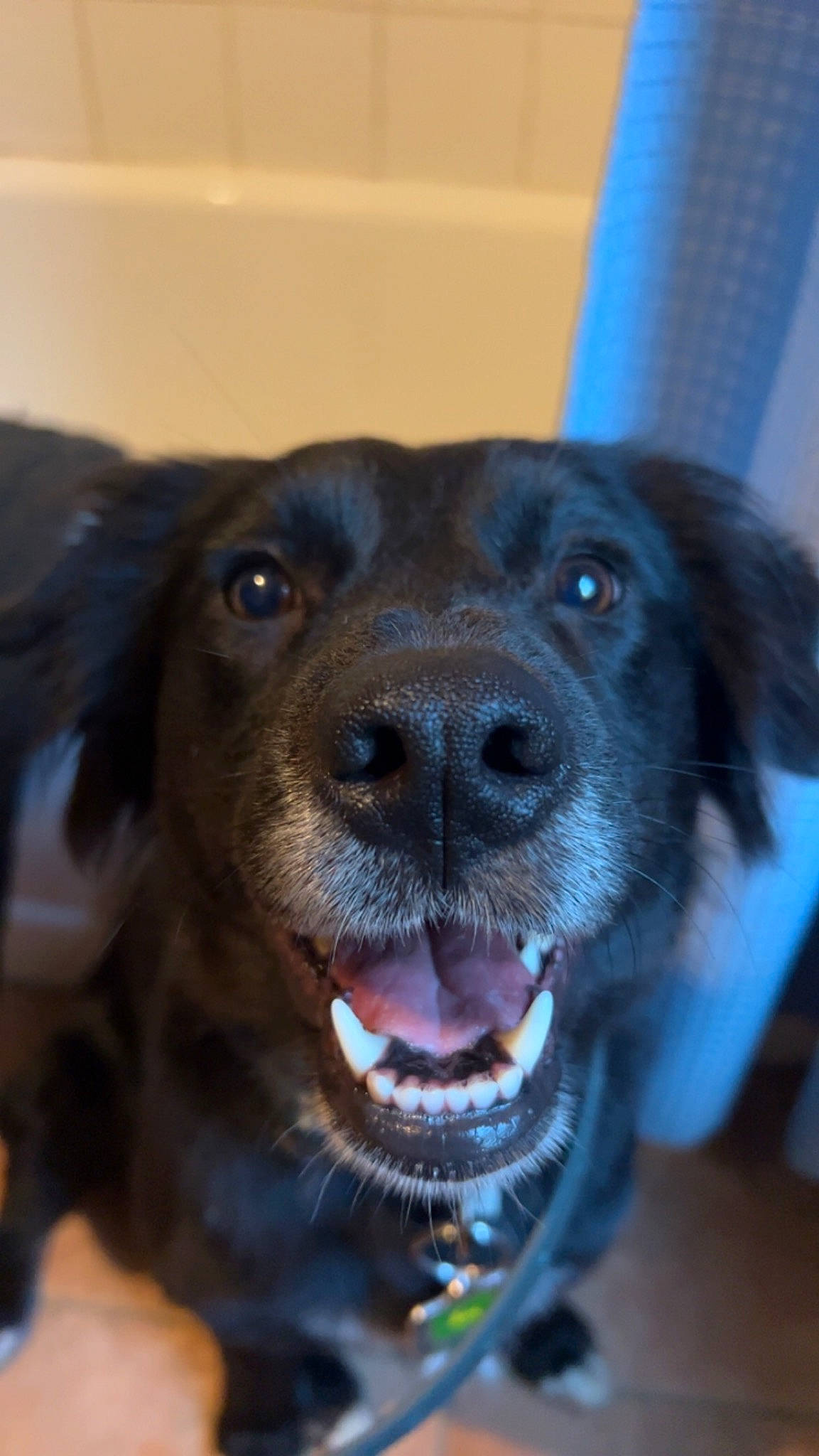 Piña is registered to the contest to win money with this photo: borador, canidae, carnivore, collar, companion_dog, dog, dog_breed, dog_collar, electric_blue, eye, fang, fawn, fur, guard_dog, liver, puppy, snout, sporting_group, whiskers, working_animal