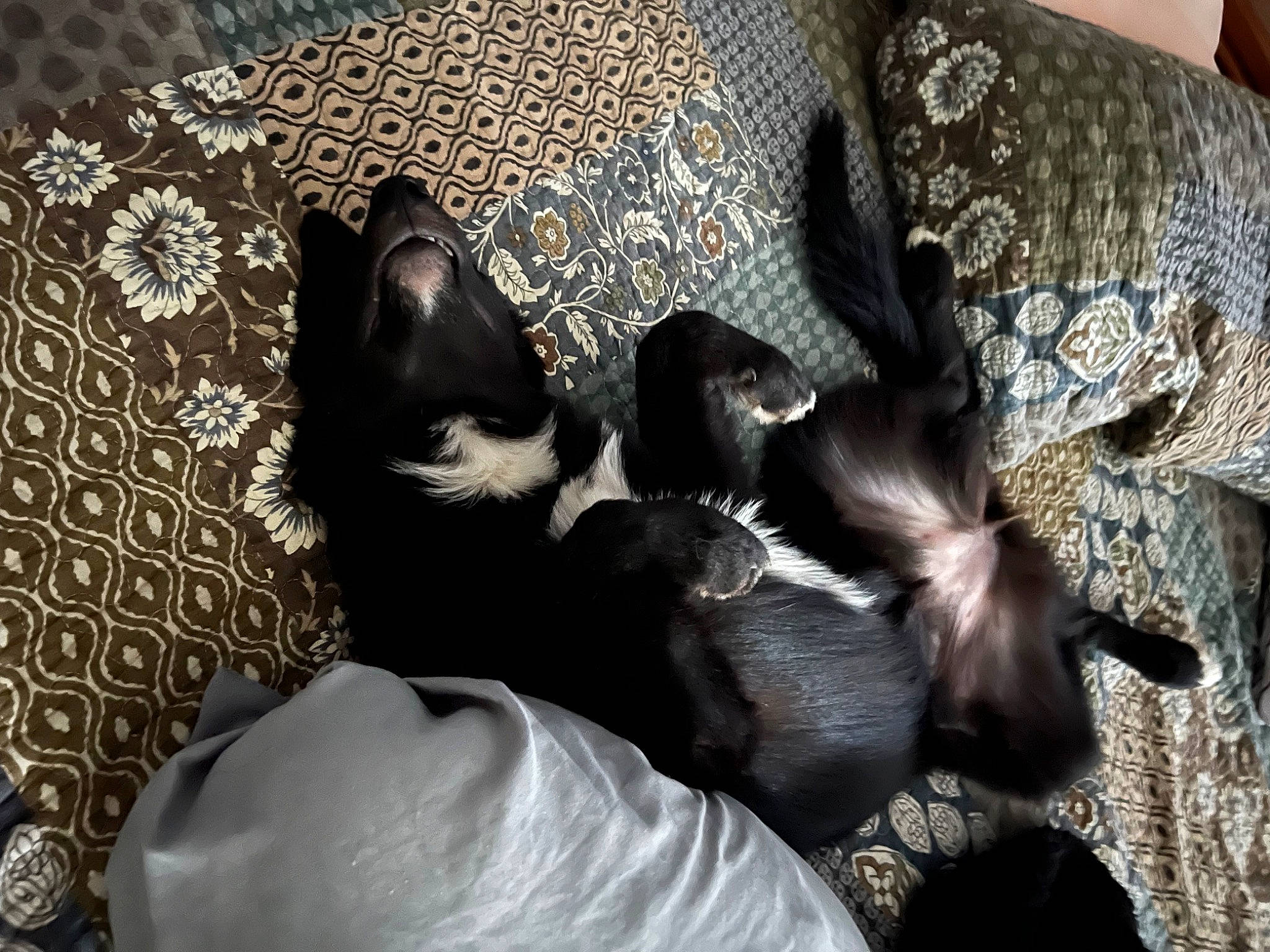 Kiwi joined the competition — help win amazing prizes! bed_sheet, bedding, bedroom, black_cat, canidae, carnivore, cat, comfort, domestic_short_haired_cat, felidae, fur, grey, linens, metal, pattern, room, small_to_medium_sized_cats, tail, whiskers, wood