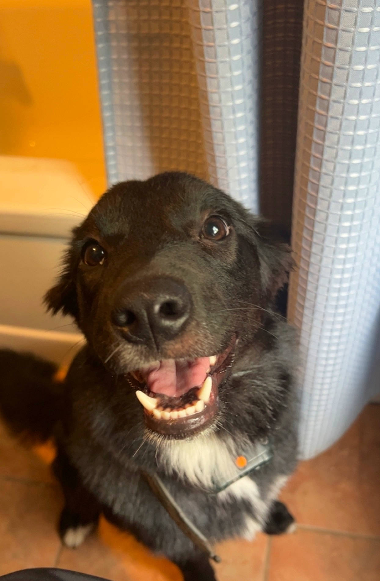 Kiwi is registered to the contest to win money with this photo: borador, carnivore, collar, companion_dog, dog, dog_breed, dog_collar, flooring, fur, gun_dog, hardwood, liver, retriever, snout, sporting_group, terrestrial_animal, whiskers, wood, working_animal, working_dog