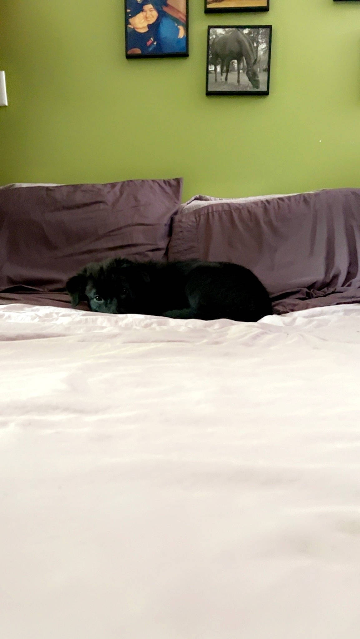 Kiwi is registered to the contest to win money with this photo: bed, bed_sheet, bedding, bedroom, comfort, duvet, event, flooring, grey, hardwood, linens, mattress, picture_frame, room, tints_and_shades, window, window_covering, window_treatment, winter, wood