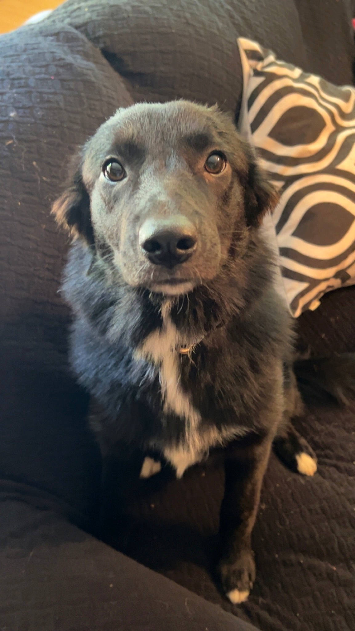 Kiwi is registered to the contest to win money with this photo: ancient_dog_breeds, borador, carnivore, companion_dog, couch, dog, dog_breed, fur, snout, sporting_group, terrestrial_animal, whiskers, working_animal, working_dog