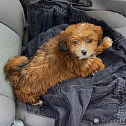 Scar is registered to the contest to win money with this photo: puppy, dog, brown_fur, fluffy, denim_jacket, car_seat, pet, cute, small_dog, cozy, fur, animal, indoor, resting, looking_up, young_dog, adorable, companion, seat, casual