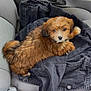 puppy, dog, brown_fur, fluffy, denim_jacket, car_seat, pet, cute, small_dog, cozy, fur, animal, indoor, resting, looking_up, young_dog, adorable, companion, seat, casual