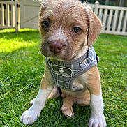 Skye is registered to the contest to win money with this photo: animal, backyard, cute, dog, ears, eyes, fence, fur, grass, greenery, harness, nature, outdoor, pet, portrait, puppy, sitting, small_dog, sunlight, young_animal