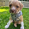 animal, backyard, cute, dog, ears, eyes, fence, fur, grass, greenery, harness, nature, outdoor, pet, portrait, puppy, sitting, small_dog, sunlight, young_animal