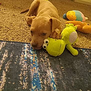 Cookie is registered to the contest to win money with this photo: puppy, dog, puppy_playing, plush_toy, frog_toy, carpet, rug, floor, toys, indoor, portrait, cute, brown_dog, puppy_paws, chew_toy, pet, playful, close_up, home_interior, relaxed