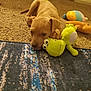 puppy, dog, puppy_playing, plush_toy, frog_toy, carpet, rug, floor, toys, indoor, portrait, cute, brown_dog, puppy_paws, chew_toy, pet, playful, close_up, home_interior, relaxed