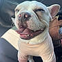 dog, pet, animal, canine, shirt, pink_clothing, car_seat, happy, tongue_out, smiling, close_up, whiskers, ears, fur, snout, teeth, seatbelt, sunlight, indoor, transport