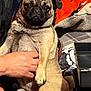 Athena Martinez joined the competition — help win amazing prizes! dog, pug, pet, animal, canine, sitting, indoor, person, hand, blanket, wooden_wall, furniture, cozy, portrait, cute, companion, relaxed, expression, fur, paw