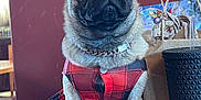 Athena Martinez is registered to the contest to win money with this photo: animal, black_nose, brown_fur, collar, cute, decor, dog, dress, indoor, looking_away, paper_bag, pet, pug, red_plaid, seated, straw, table, tumbler, window_frame, wooden_table