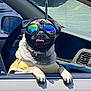 dog, pug, sunglasses, car, window, tongue, pet, animal, reflection, yellow_shirt, cute, sunny, outdoor, leisure, vehicle, collar, funny, portrait, companion, relaxed