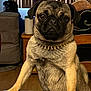 dog, pug, pet, animal, indoor, spiked_collar, table, furniture, brown_fur, black_face, paw, sitting, portrait, domestic, canine, household, wooden_chair, background_person, curtains, lamp