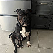 Soupape participe au concours pour gagner de l'argent avec cette photo : dog, pitbull, large_dog, sitting, indoors, kitchen, fridge, cabinets, tile_floor, collar, white_chest_patch, black_coat, paws, muzzle, brown_eyes, pet, portrait, floor, home, curious