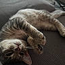 Ouigo participe au concours pour gagner de l'argent avec cette photo : animal, car_seat, cat, close_up, cozy, cute, domestic_cat, face, funny, fur, lying_down, paws, pet, portrait, relaxed, sleeping, tabby_cat, upside_down, vehicle_interior, whiskers