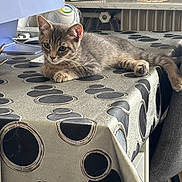 Ouigo participe au concours pour gagner de l'argent avec cette photo : animal, cat, cute, ears, feline, furniture, gray_cat, home, indoors, kitten, lying_down, paws, pet, polka_dots, relaxed, striped_fur, table, tablecloth, tail, whiskers
