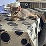 cat, kitten, gray_cat, feline, pet, animal, lying_down, indoors, table, tablecloth, polka_dots, striped_fur, whiskers, ears, paws, tail, relaxed, cute, home, furniture