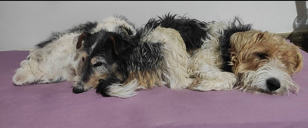 Pepsi a rejoint le concours — aidez-le/la à gagner de superbes lots ! canidae, carnivore, comfort, companion_dog, dog, dog_breed, felidae, fur, liver, paw, small_terrier, sporting_group, tail, terrestrial_animal, terrier, toy_dog, whiskers, working_animal, working_dog