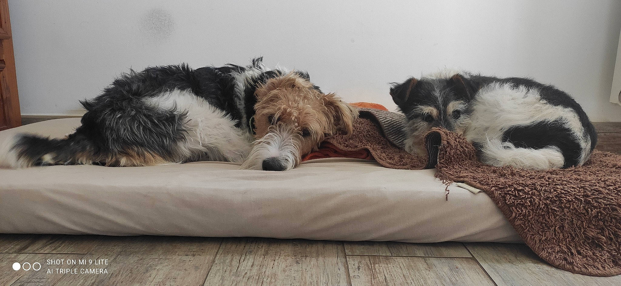 Pepsi participe au concours pour gagner de l'argent avec cette photo : bed, bedding, canidae, carnivore, comfort, companion_dog, couch, dog, dog_breed, dog_supply, fawn, fur, linens, nap, paw, snout, sofa_bed, sporting_group, wood, working_animal