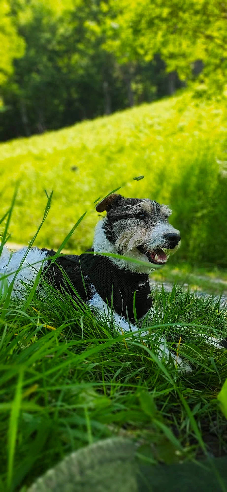 Pepsi participe au concours pour gagner de l'argent avec cette photo : canidae, carnivore, companion_dog, dog, dog_breed, grass, grassland, groundcover, lawn, pasture, plant, small_terrier, snout, sporting_group, tail, terrier, toy_dog, whiskers, working_animal, working_dog