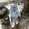 cat, fluffy_cat, gray_cat, long_hair, pet, animal, mammal, feline, sitting, tree, tree_trunk, moss, outdoor, courtyard, apartment_building, looking_at_camera, whiskers, pointed_ears, white_paws, portrait