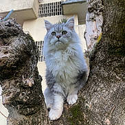 Sayco participe au concours pour gagner de l'argent avec cette photo : cat, fluffy_cat, gray_cat, long_hair, animal, pet, feline, sitting, perched, tree, tree_trunk, moss, outdoor, urban, building, balcony, blue_sky, portrait, looking_at_camera, nature