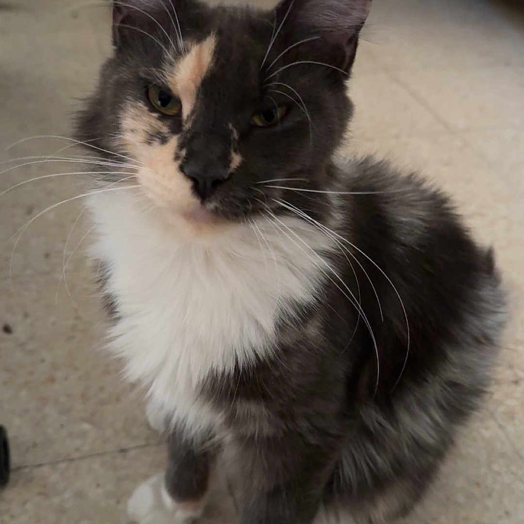 Kyara