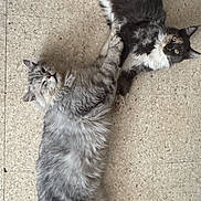 Kyara participe au concours pour gagner de l'argent avec cette photo : cat, cats, fluffy, long_hair, gray_cat, black_and_white_cat, pet, animal, indoor, floor, tile_floor, lying_down, relaxed, upside_down, looking_at_camera, whiskers, tail, fur, portrait, funny_pose