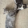 cat, cats, fluffy, long_hair, gray_cat, black_and_white_cat, pet, animal, indoor, floor, tile_floor, lying_down, relaxed, upside_down, looking_at_camera, whiskers, tail, fur, portrait, funny_pose
