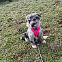 Lady a rejoint le concours — aidez-le/la à gagner de superbes lots ! puppy, dog, grass, outdoor, nature, pink_harness, blue_eyes, speckled_coat, cute, sitting, young, animal, pet, field, greenery, wildflowers, small, fluffy, adorable, playful