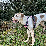 Vix participe au concours pour gagner de l'argent avec cette photo : alert, animal, brown_spots, canine, dog, ears, forest, grass, greenery, harness, muzzle, nature, outdoor, pet, rocks, snout, standing, tongue, trees, white_fur