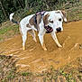 Vix participe au concours pour gagner de l'argent avec cette photo : animal, brown_spots, canine, curious, dog, ears, forest, grass, mud, muddy_paws, nature, outdoor, pet, pink_harness, puddle, standing, trees, water, wet, white_dog