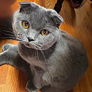 Baby Girl is registered to the contest to win money with this photo: cat, gray_cat, golden_eyes, folded_ears, whiskers, pet, animal, indoor, wooden_floor, sitting, fur, cute, curious, domestic_cat, mammal, feline, close_up, portrait, looking_up, soft_light