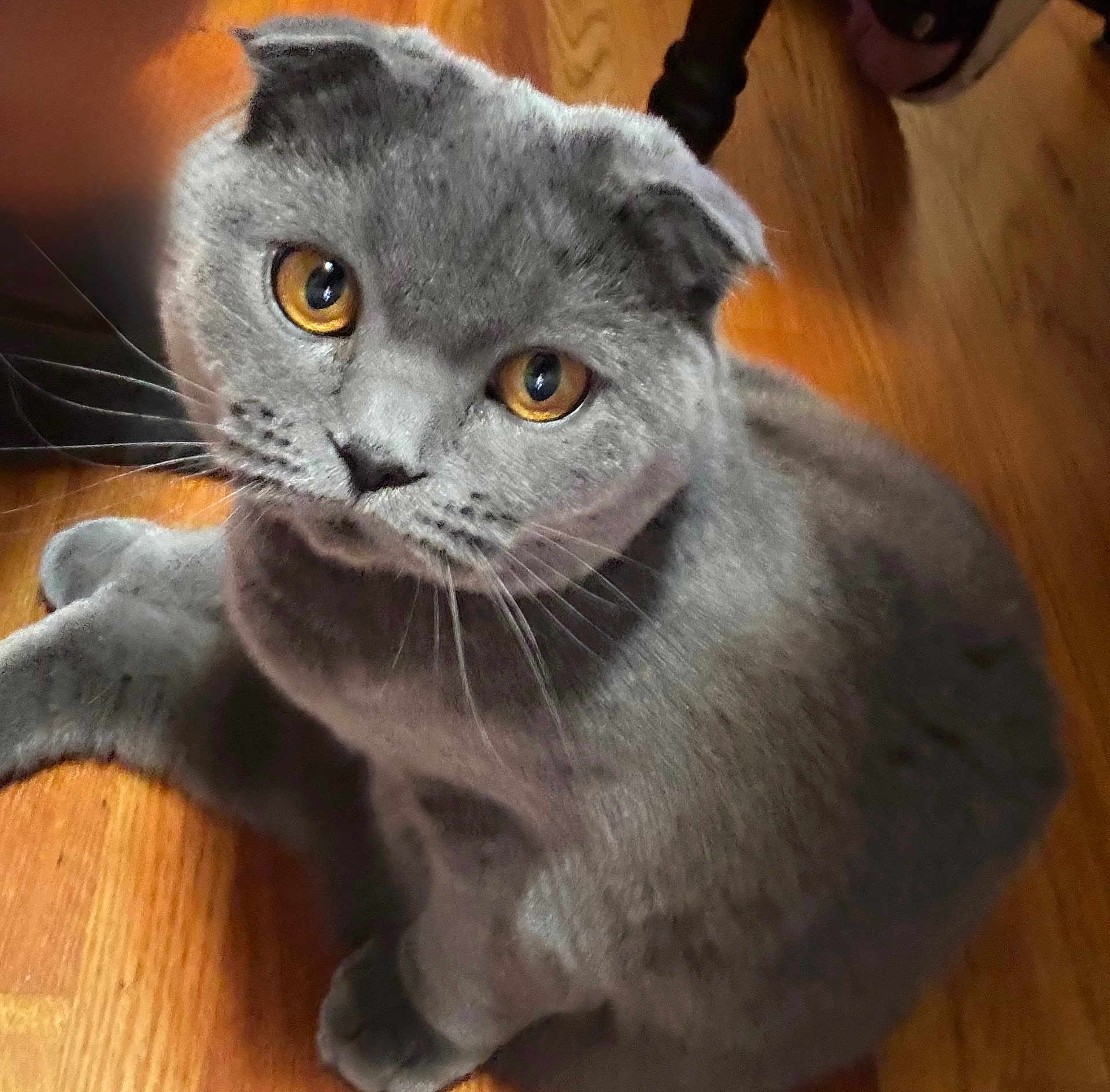 Baby Girl is registered to the contest to win money with this photo: cat, gray_cat, golden_eyes, folded_ears, whiskers, pet, animal, indoor, wooden_floor, sitting, fur, cute, curious, domestic_cat, mammal, feline, close_up, portrait, looking_up, soft_light