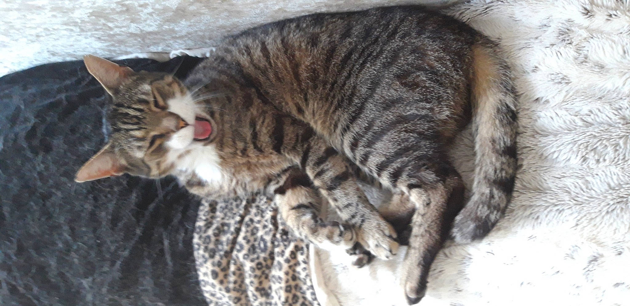 Armani is registered to the contest to win money with this photo: carnivore, cat, claw, comfort, domestic_short_haired_cat, felidae, fur, nap, paw, small_to_medium_sized_cats, tail, terrestrial_animal, whiskers