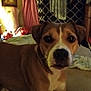 dog, brown_dog, indoor, couch, pet, animal, curious, lying_down, household, furniture, blanket, curtains, living_room, domestic_animal, canine, companion, portrait, looking_at_camera, soft_lighting, relaxed