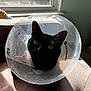 cat, black_cat, cone, pet_cone, sunlight, window, indoor, animal, pet, whiskers, fur, curious, shadow, soft_surface, resting, domestic_cat, close_up, face, ears, eye