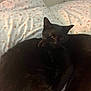 black_cat, cat, pets, animal, sleeping, snuggling, bed, pillow, floral_pattern, cozy, cute, fur, domestic_animal, resting, indoors, close_up, two_animals, companion, relaxing, soft