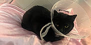 Daisy is registered to the contest to win money with this photo: black_cat, cat, cone, protective_collar, pink_pillow, bed, headboard, indoor, pet, animal, resting, feline, fur, comfort, domestic, cute, sleepy, soft, home, relaxed